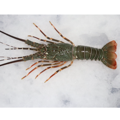 resources of FROZEN LOBSTER WHOLE exporters