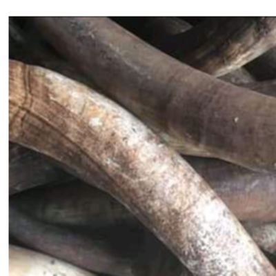 resources of COW HORN exporters