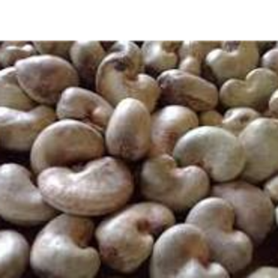 resources of RAW CASHEW NUT exporters