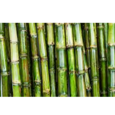 resources of SUGAR CANE exporters
