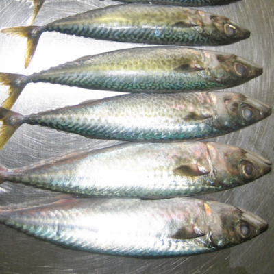 resources of Atlantic mackerel exporters