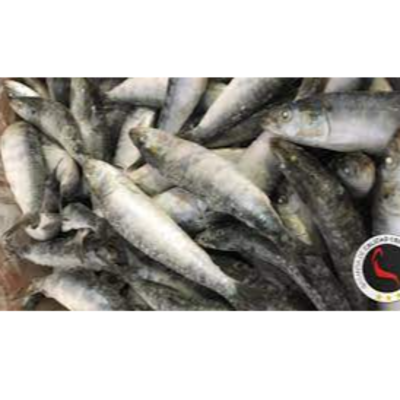 resources of Iqf sardine exporters