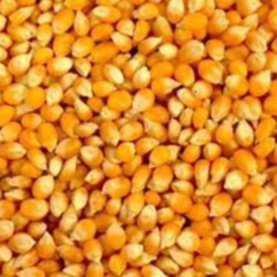 resources of Whole Grain Dried Yellow Corn exporters