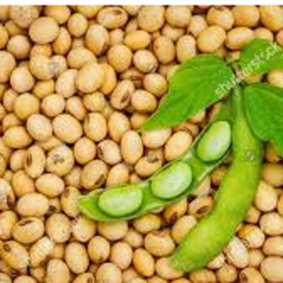 Soy - Both GMO and non-GMO Exporters, Wholesaler & Manufacturer | Globaltradeplaza.com
