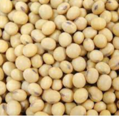 resources of Soybeans GMO and Non-GMO exporters