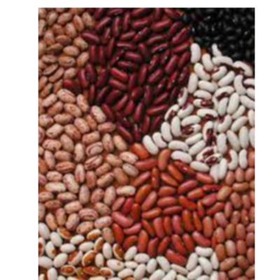 resources of Kidney beans exporters