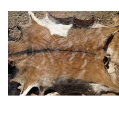 resources of Wet and dried goat hides and skin exporters