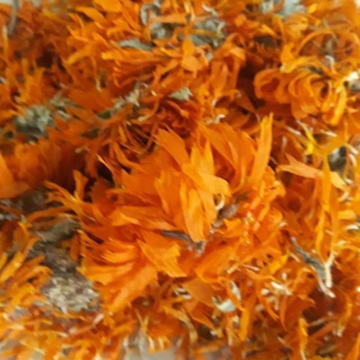 Calendula Flower Marigold Quality  ISO Certificated Exporters, Wholesaler & Manufacturer | Globaltradeplaza.com