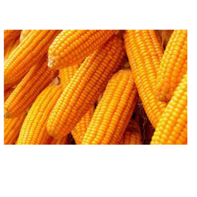 resources of Yellow Corn maize exporters
