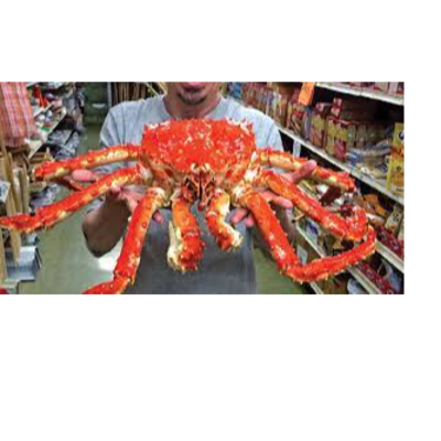 resources of Live Red Kind Crabs exporters