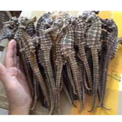 resources of Dried Seahorse / Dried Sea Dragon exporters