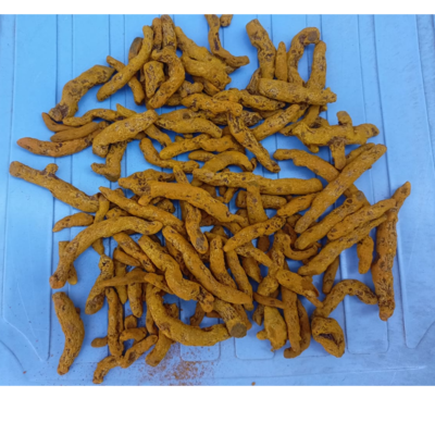 resources of Naturally grown turmeric fingers exporters