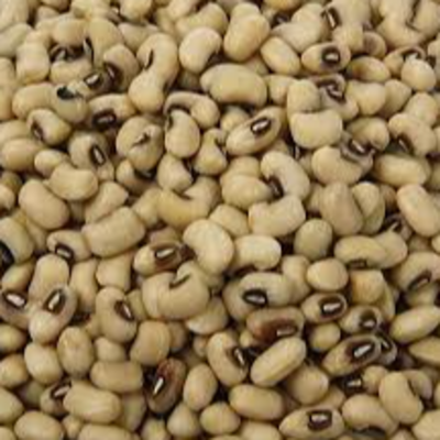 resources of Black Eyed Beans (Haricots aux yeux noirs) exporters