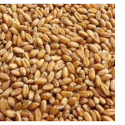 resources of wheat grains, raw wheat, milling wheat, organic wheat exporters