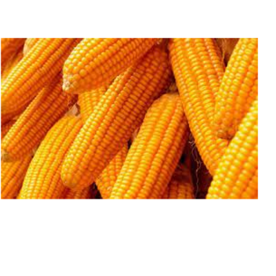 resources of yellow corn,  raw maize ,white maize, maize seeds exporters