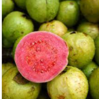 resources of GUAVA exporters