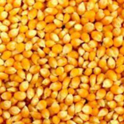 resources of Yellow Corn Seeds exporters