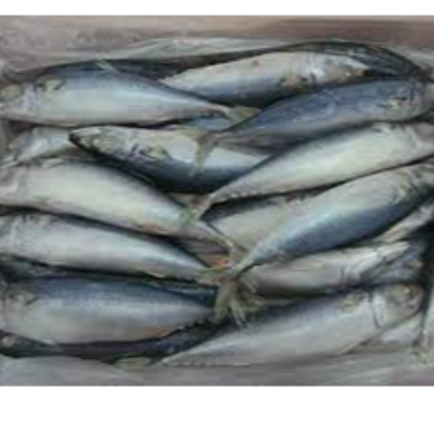 resources of Frozen Mackerel Fishes exporters