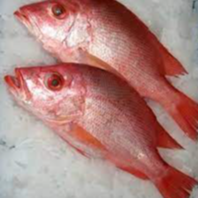 resources of Frozen Red Sea bream Fish exporters