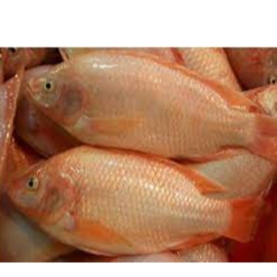 resources of Frozen Red Tilapia Fish exporters