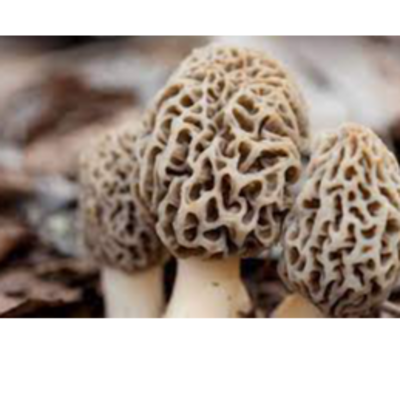 resources of Morel Mushroom exporters