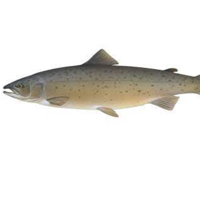 resources of Salmon exporters