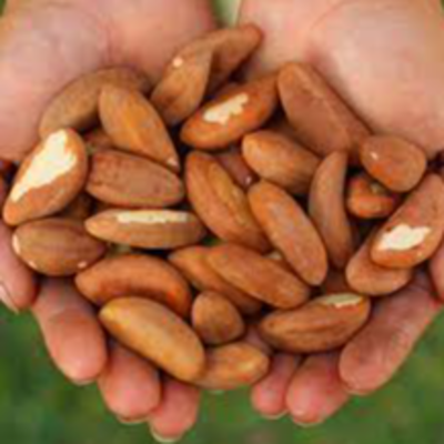 resources of Brazil Nuts exporters