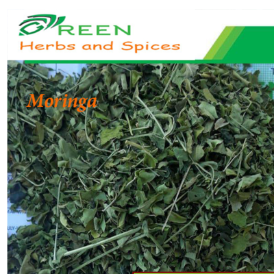 Egyptian Moringa Leaves ISO Certificated Exporters, Wholesaler & Manufacturer | Globaltradeplaza.com