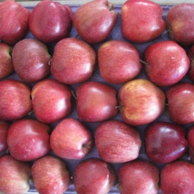 resources of Fuji Apple Price On Sale Apple exporters
