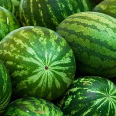 resources of Fresh Watermelon exporters