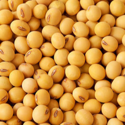 resources of Quality NON -GMO and GMO Soybean exporters