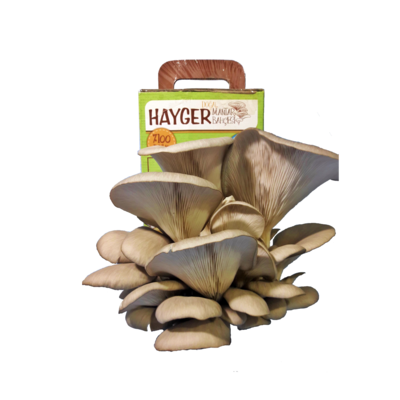 resources of Oyster Mushroom Garden Home Grow Kit GROW YOUR OWN GURUM MUSHROOM in SHORT TIME exporters