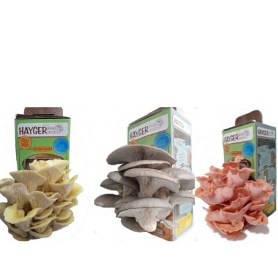 resources of pink yellow pearl oyster mushroom home cultivation set of 3 exporters