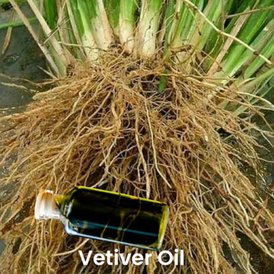 Vetiver oil, Direct from Farmer-Indonesia Exporters, Wholesaler & Manufacturer | Globaltradeplaza.com