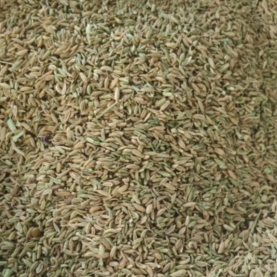 resources of Fennel Seed Powder/whole exporters