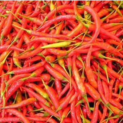 resources of Chilli and capsicum exporters