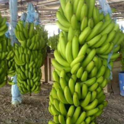 resources of Natural Cavendish Banana Exporting Grade 1 | Vietnam's Banana exporters