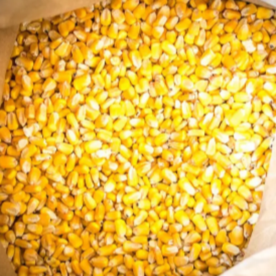 resources of New Crop Non GMO Yellow Corn Maize for human and animal feed grade consumption Top Selling Good Quality Natural Yellow Corn exporters