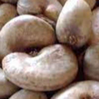 resources of In shell Cashew Nuts exporters
