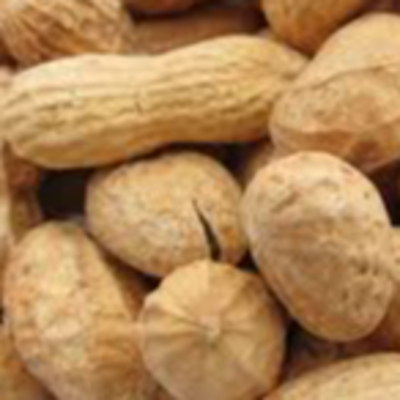 resources of Peanuts & Groundnuts exporters