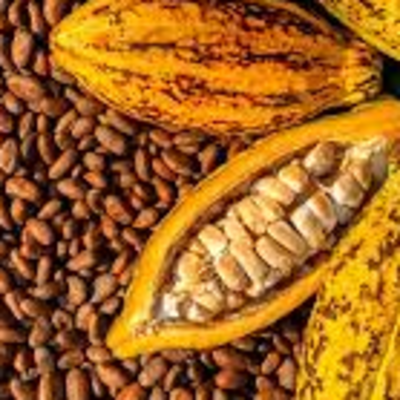 resources of Cocoa Beans, Cocoa Powder, Cocoa Butter exporters