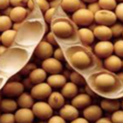 resources of Soybeans ( GMO & Non GMO ) exporters