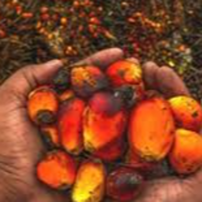 resources of Palm kernel & its by-Products exporters