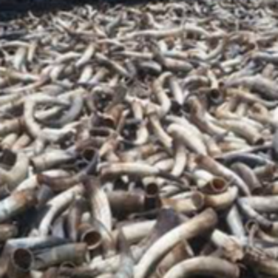 resources of Cow Horns exporters