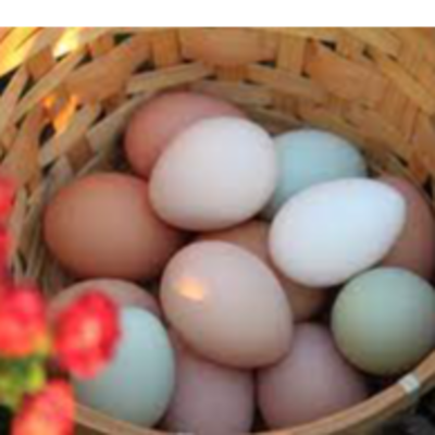 resources of WHITE/ BROWN EGGS BOTH ORGANIC AND NON-ORGANIC exporters