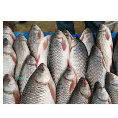 resources of CATLA/ROHU FISH exporters