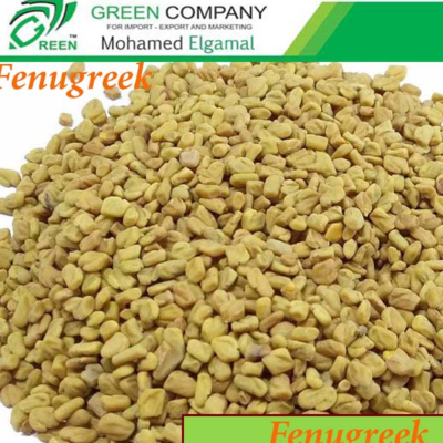 Egyptian Fenugreek Seeds Exporters, Wholesaler & Manufacturer | Globaltradeplaza.com