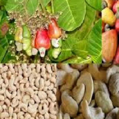 resources of Cashew nust exporters
