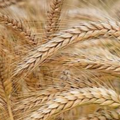 resources of barley exporters