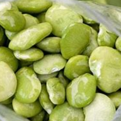 resources of fava BEANS exporters